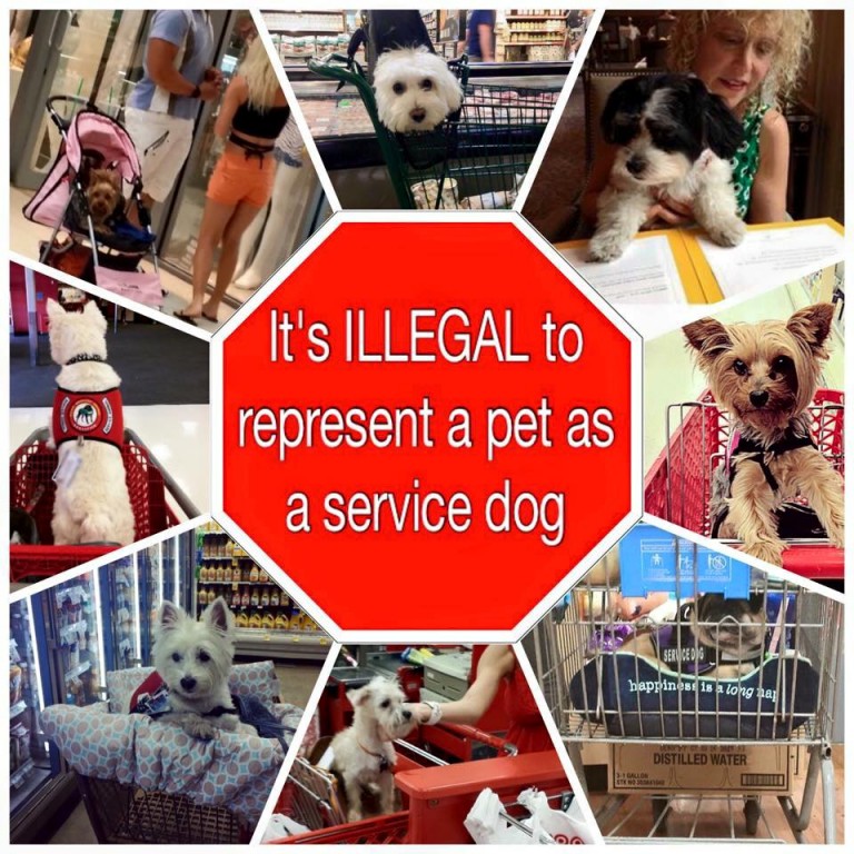 German Shepherd Watch Dogs Is It Really A Service Dog German