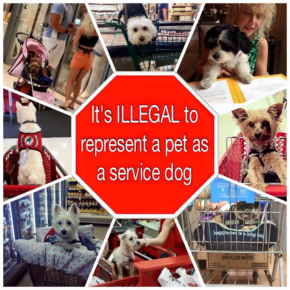 German Shepherd Watch Dogs Is It Really A Service Dog? German