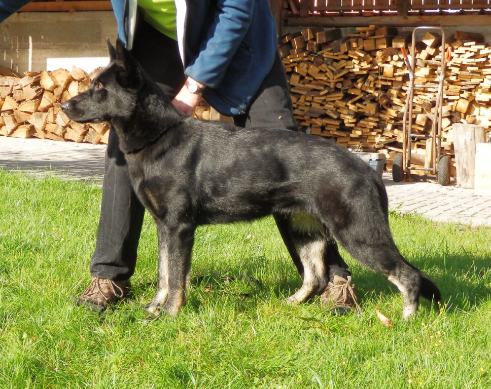 best guard dogs for family are truly the best guard dogs for sale family estate protection dogs breeds picture best guard dogs for family are truly the best guard dogs for sale family estate protection dogs breeds picture