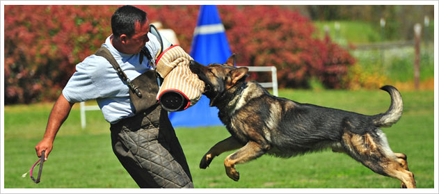 why train dog in german