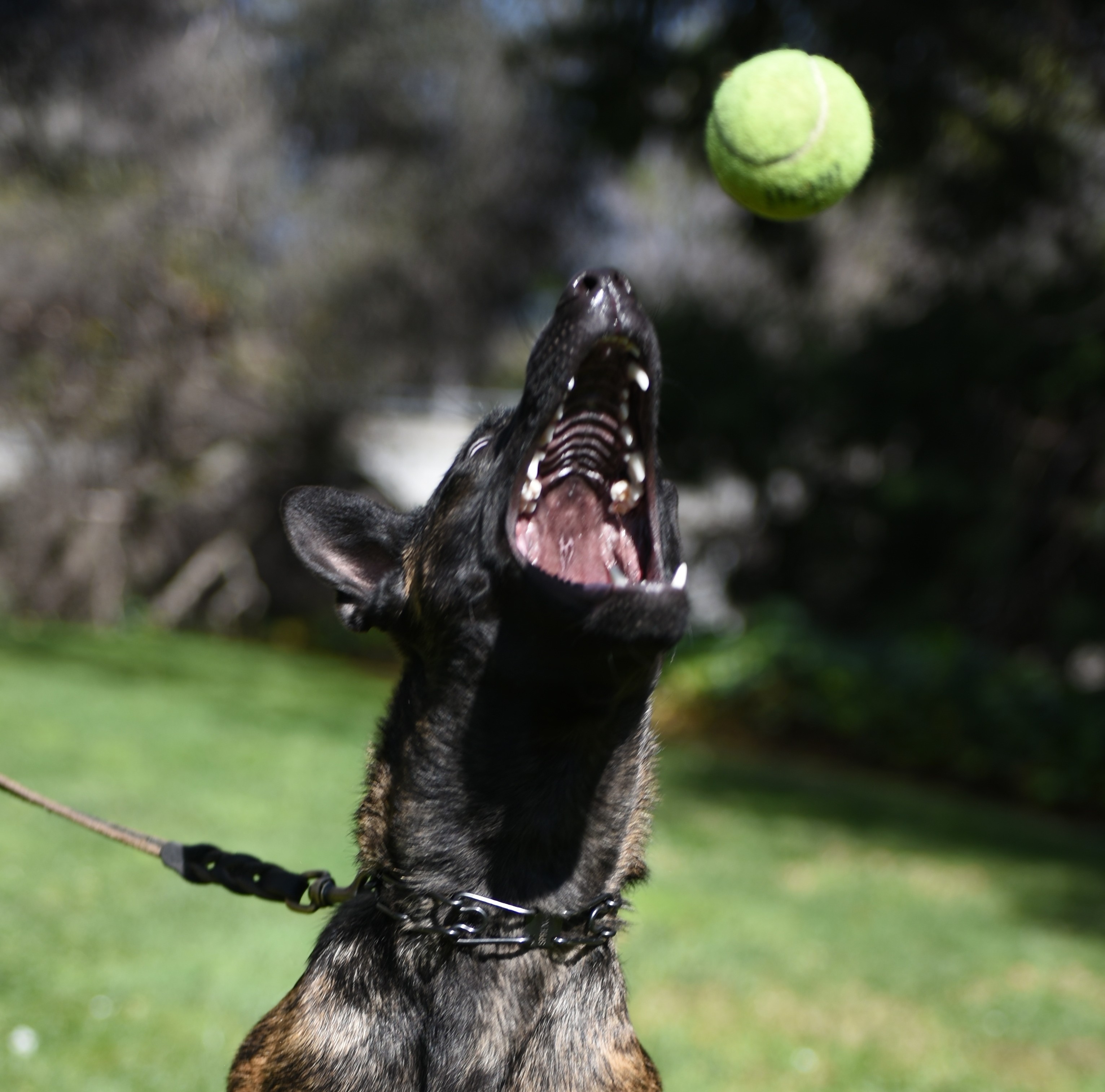 german shepherd tennis ball